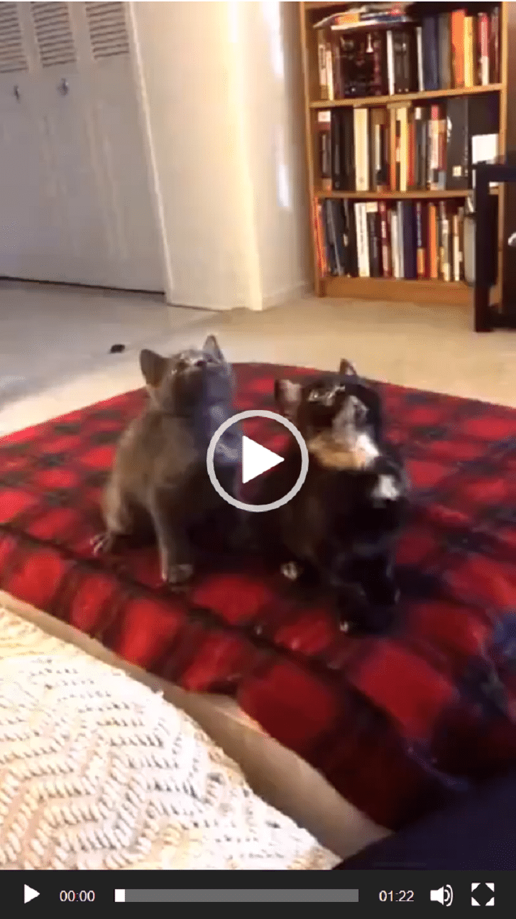 Les chats aussi aiment danser