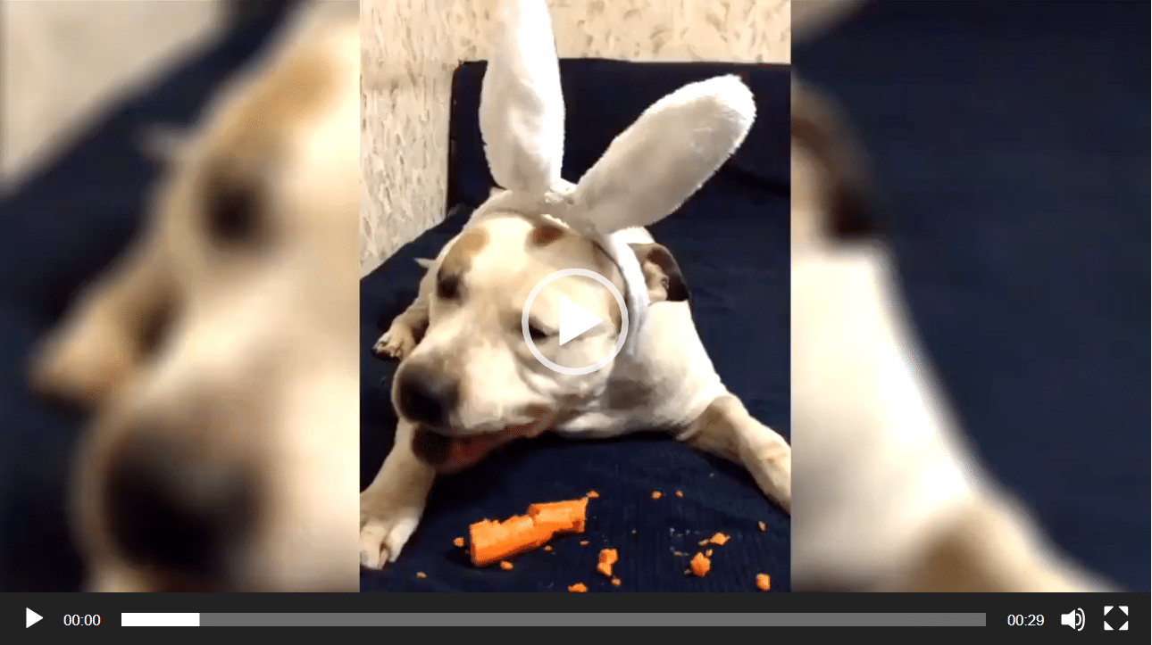 Tous les lapins aiment les carottes ...TOUS !
