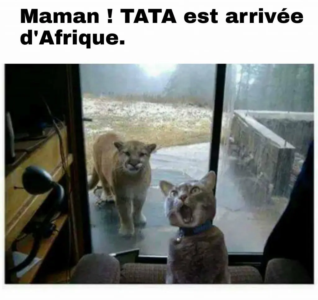Maman ! Tata est arrivée d’Afrique