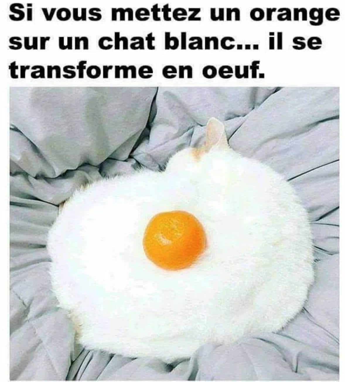 Si vous mettez un orange sur un chat blanc