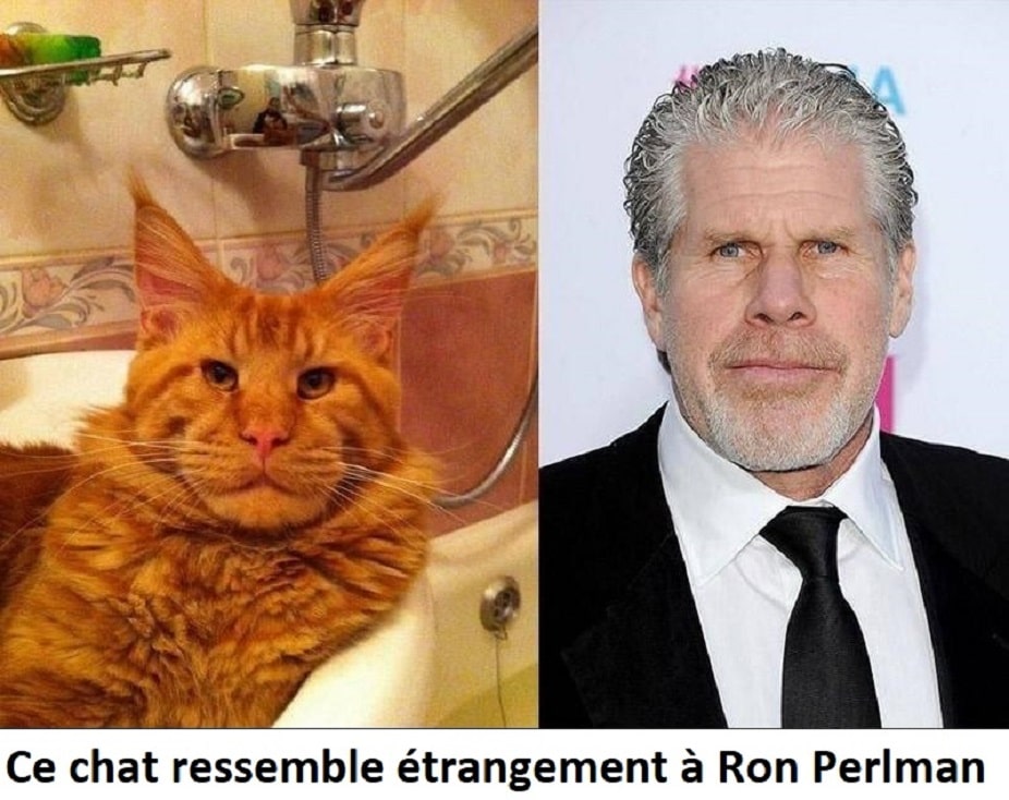 Ce chat ressemble étrangement à Ron Perlman
