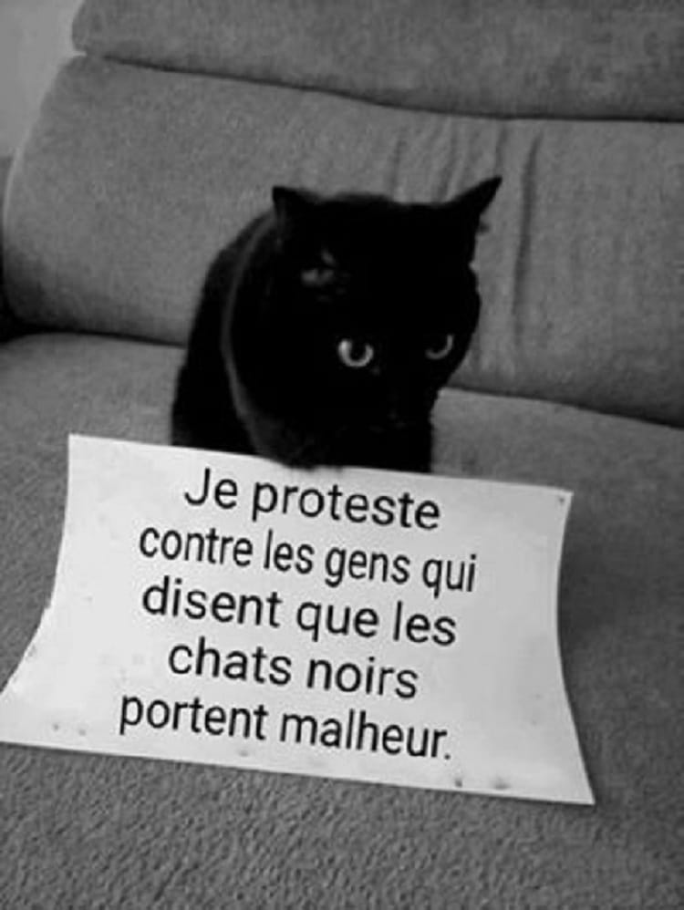 Je proteste contre les gens qui disent que les chats noirs portent malheur.