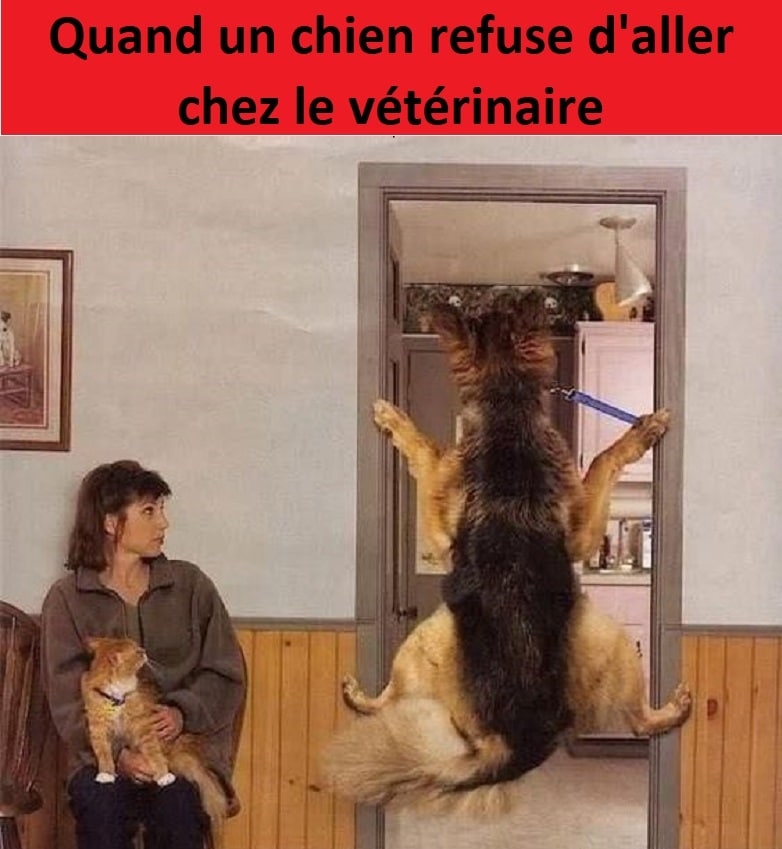 Quand un chien refuse d'aller chez le vétérinaire