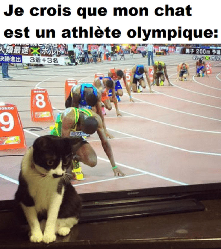 Je crois que mon chat est un athlète olympique