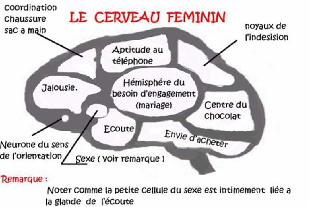 Le cerveau féminin