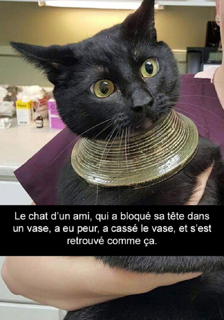 Le chat d'un ami, qui a bloqué sa tête dans un vase