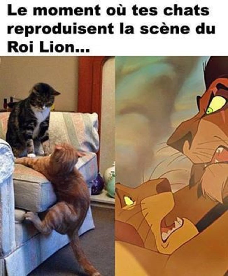 Le moment ou tes chats reproduisent la scène du Roi Lion...