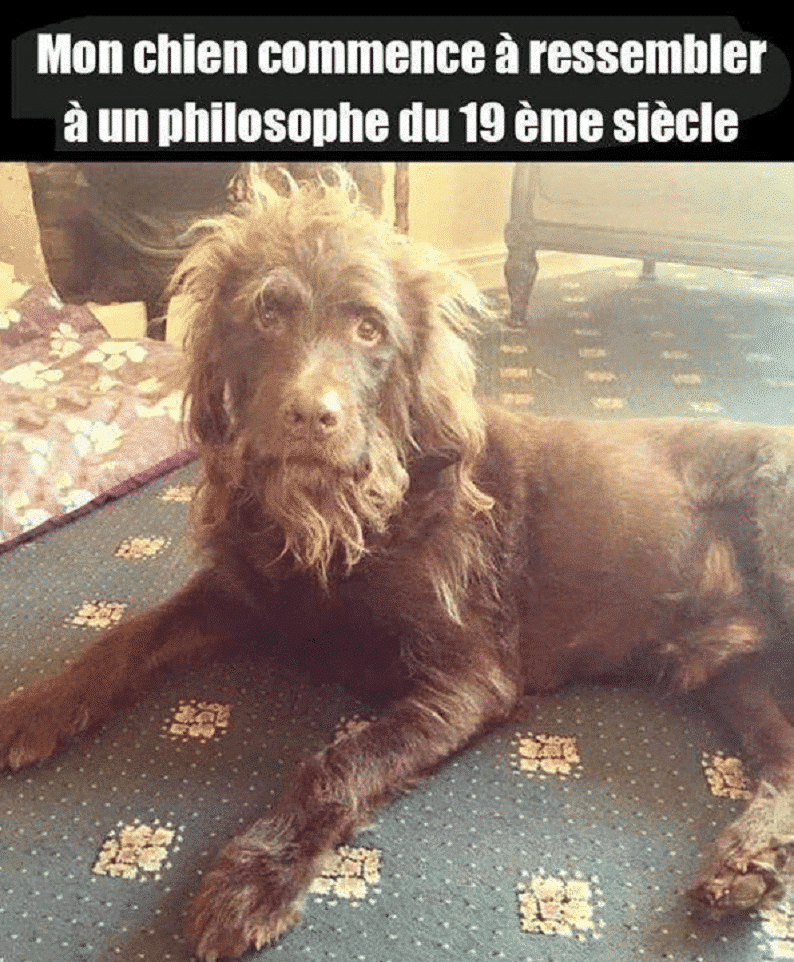 Mon chien commence à ressembler à un philosophe du 19 ème siècle.