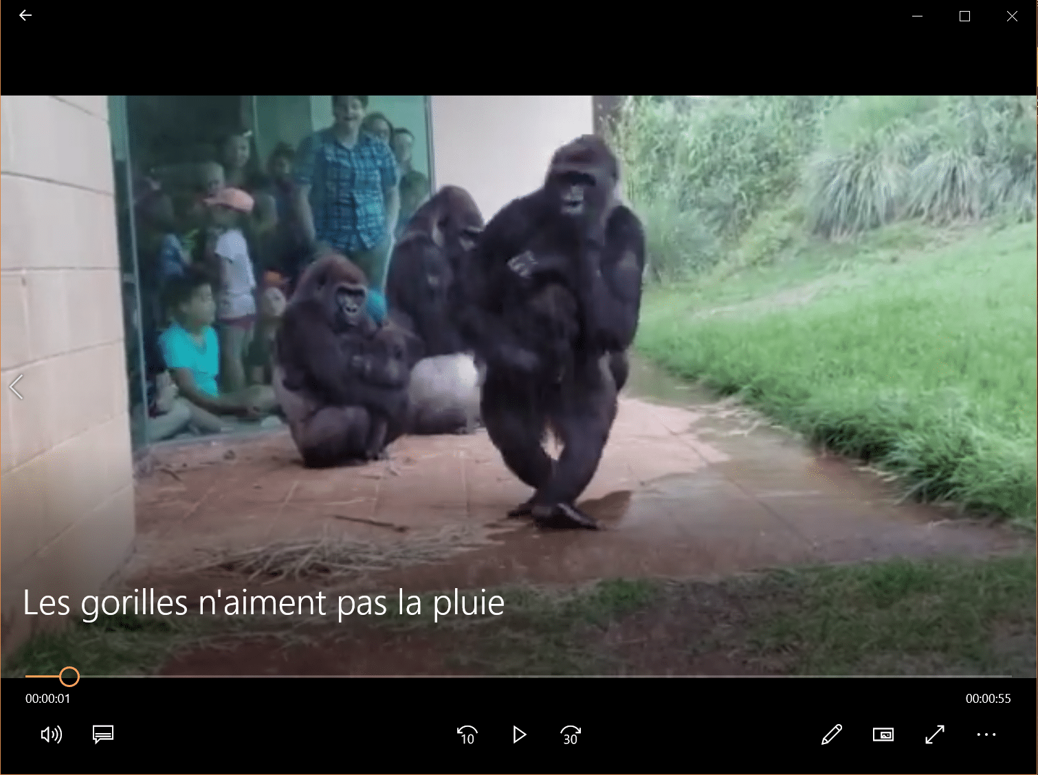 Les gorilles n'aiment pas la pluie