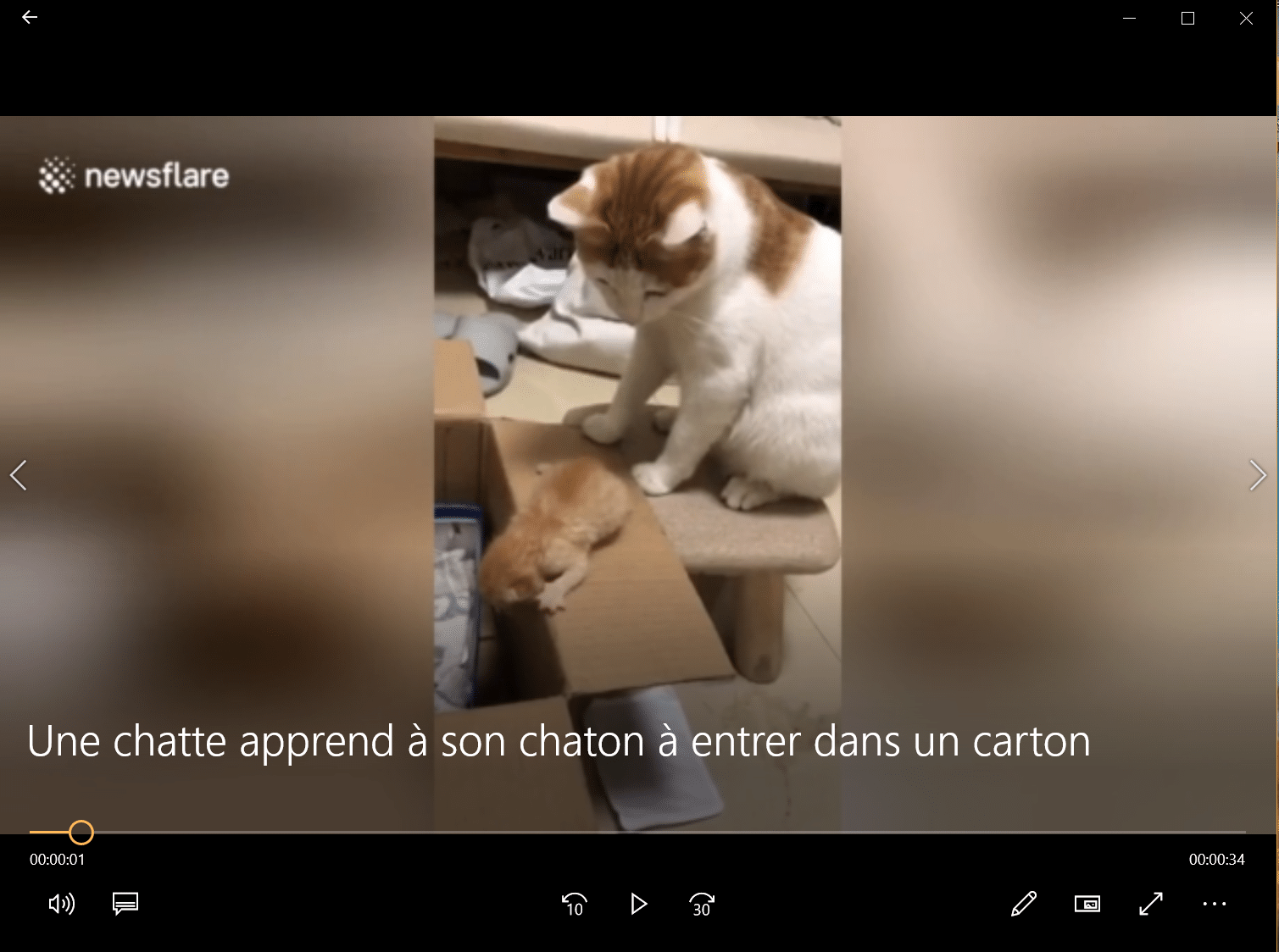 Une chatte apprend à son chaton à entrer dans un carton