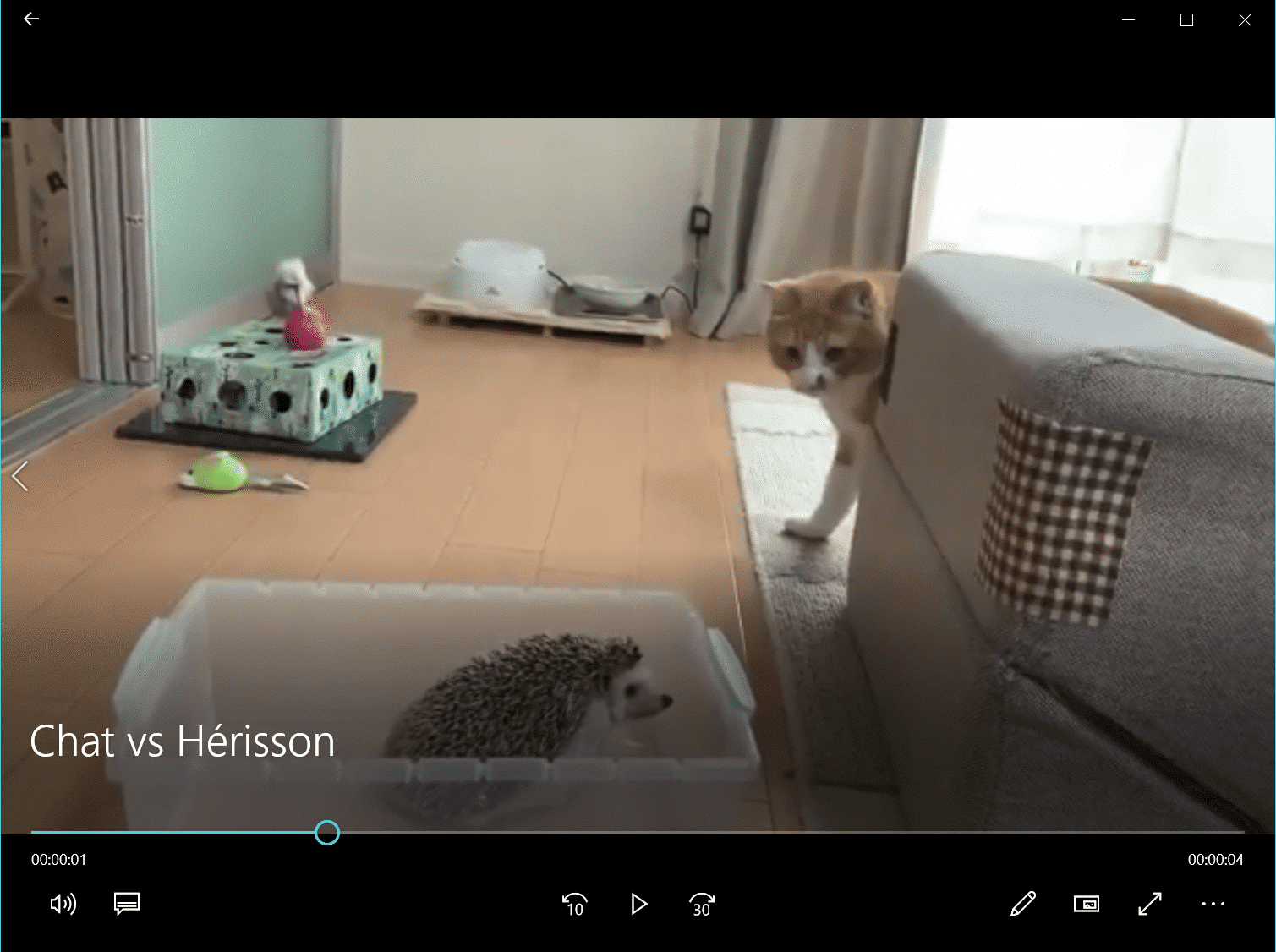 Chat vs Hérisson