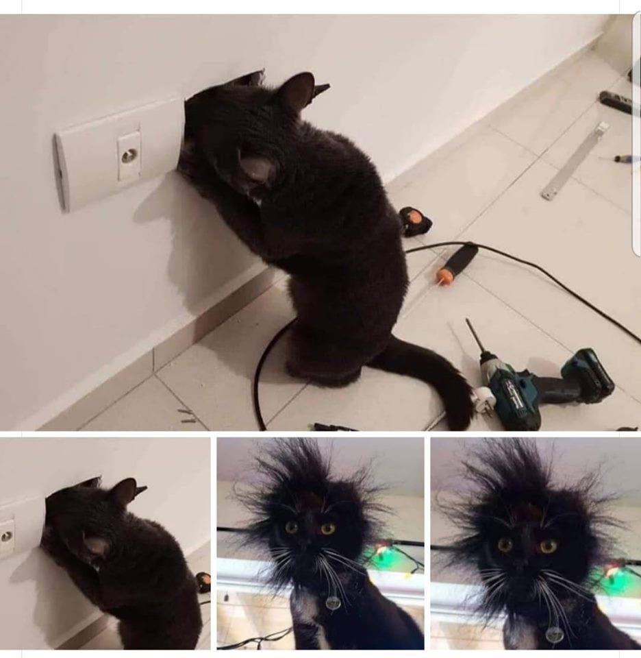 Un chat électricien