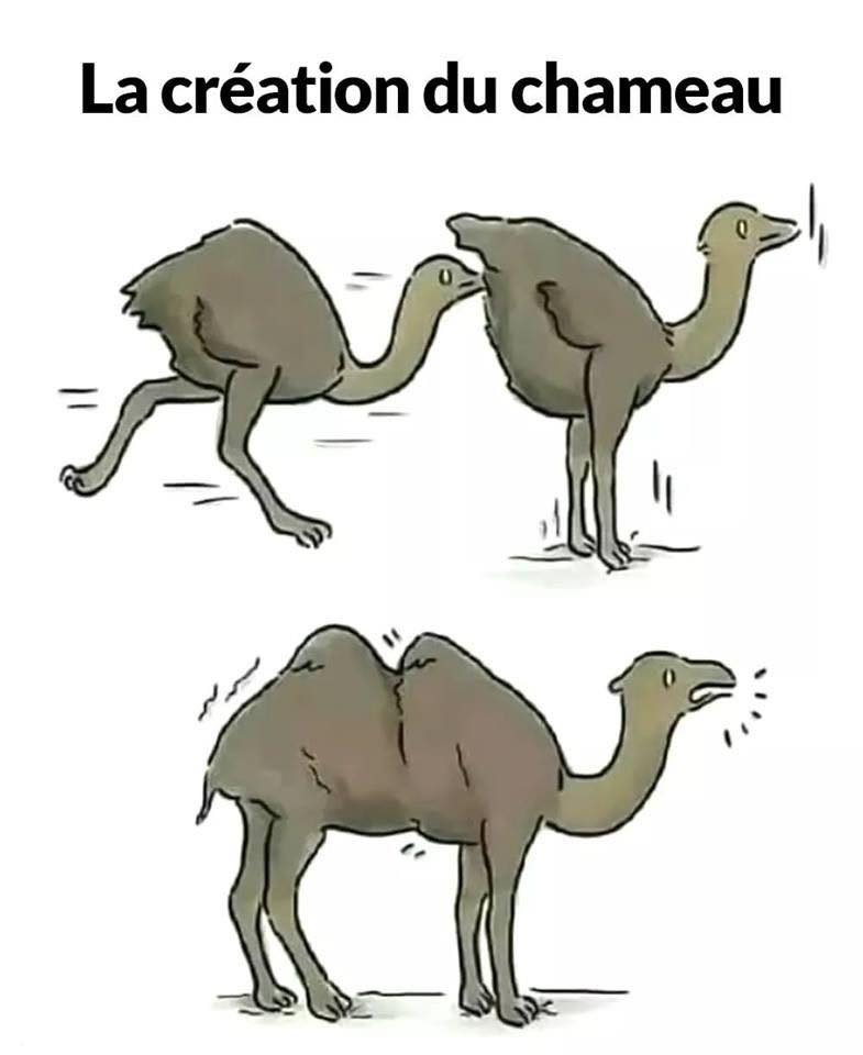La création du chameau