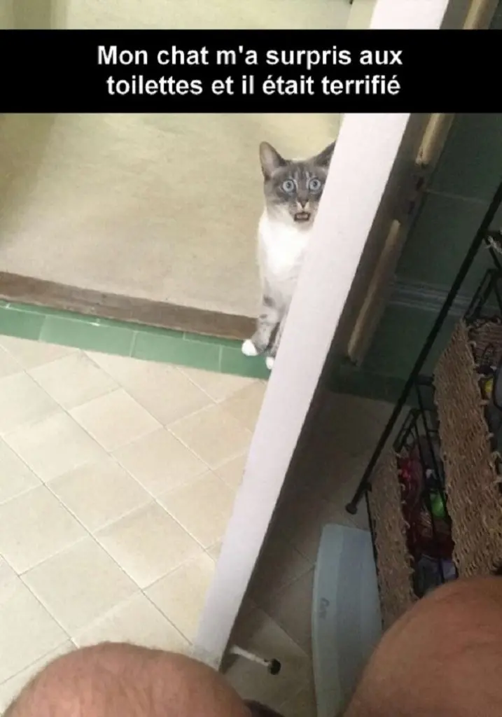 Mon chat m'a surpris aux toilettes