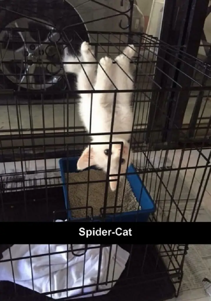 Spider-Cat