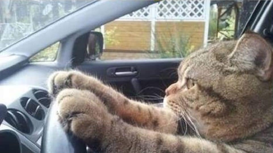 Никуда не приехал. Кот едет. Кот за рулём машины. Кот едет в машине. Я еду к тебе.