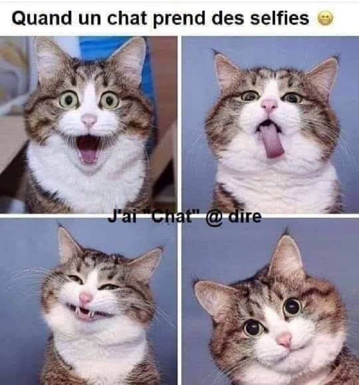 Quand un chat prend des selfies