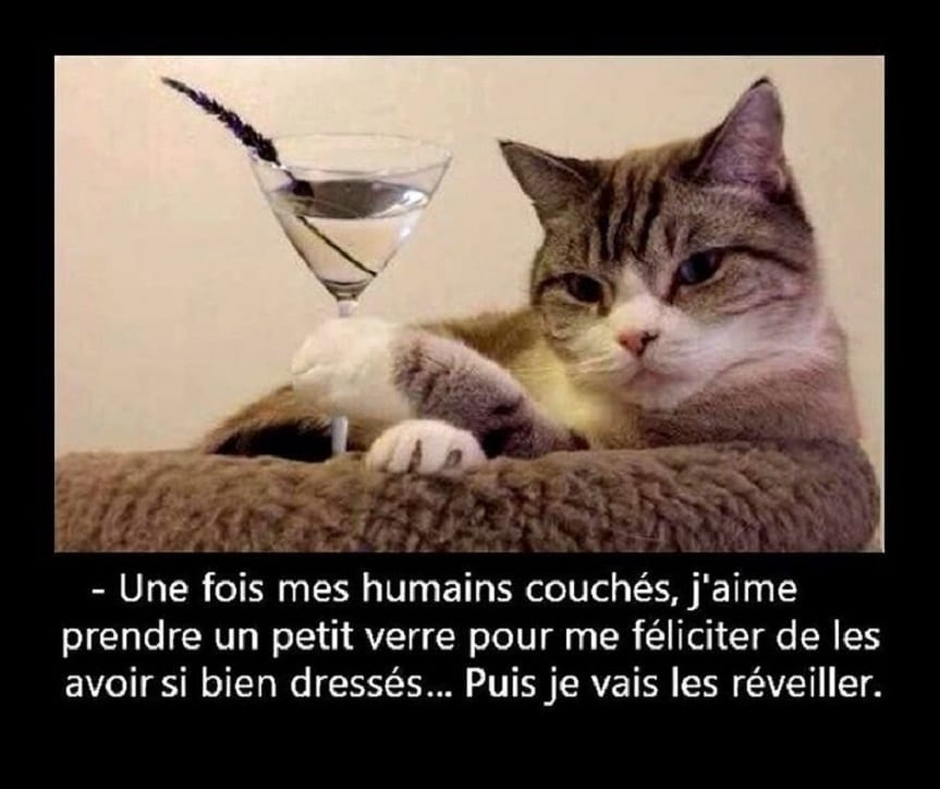 Une fois mes humains couchés... - Humour-France.fr