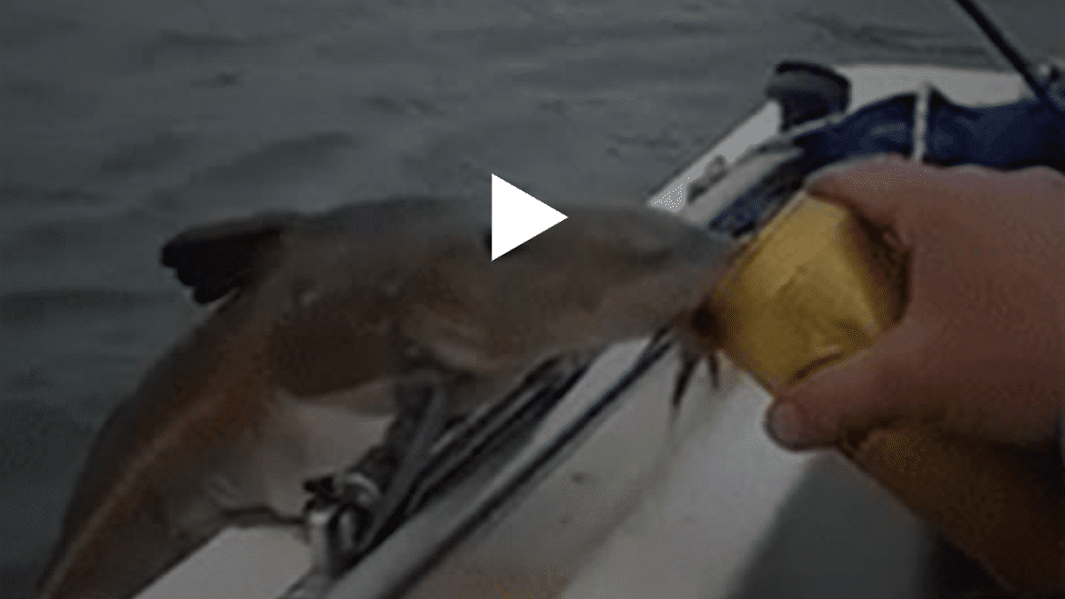 Il semble que les poissons aient aussi besoin de se détendre