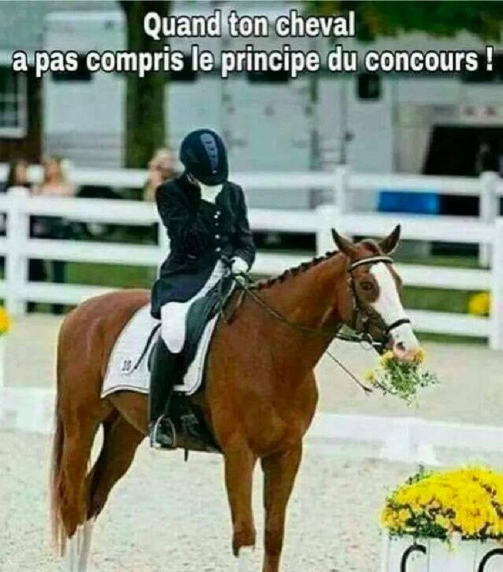 Quand ton cheval a pas compris le principe du concours !