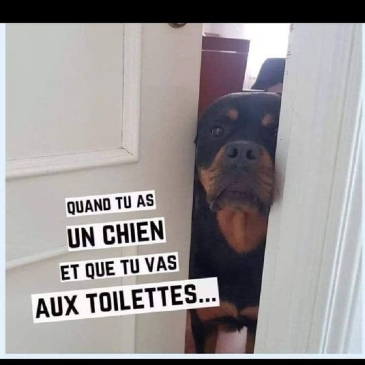 Quand tu as un chien et que tu vas aux toilettes...