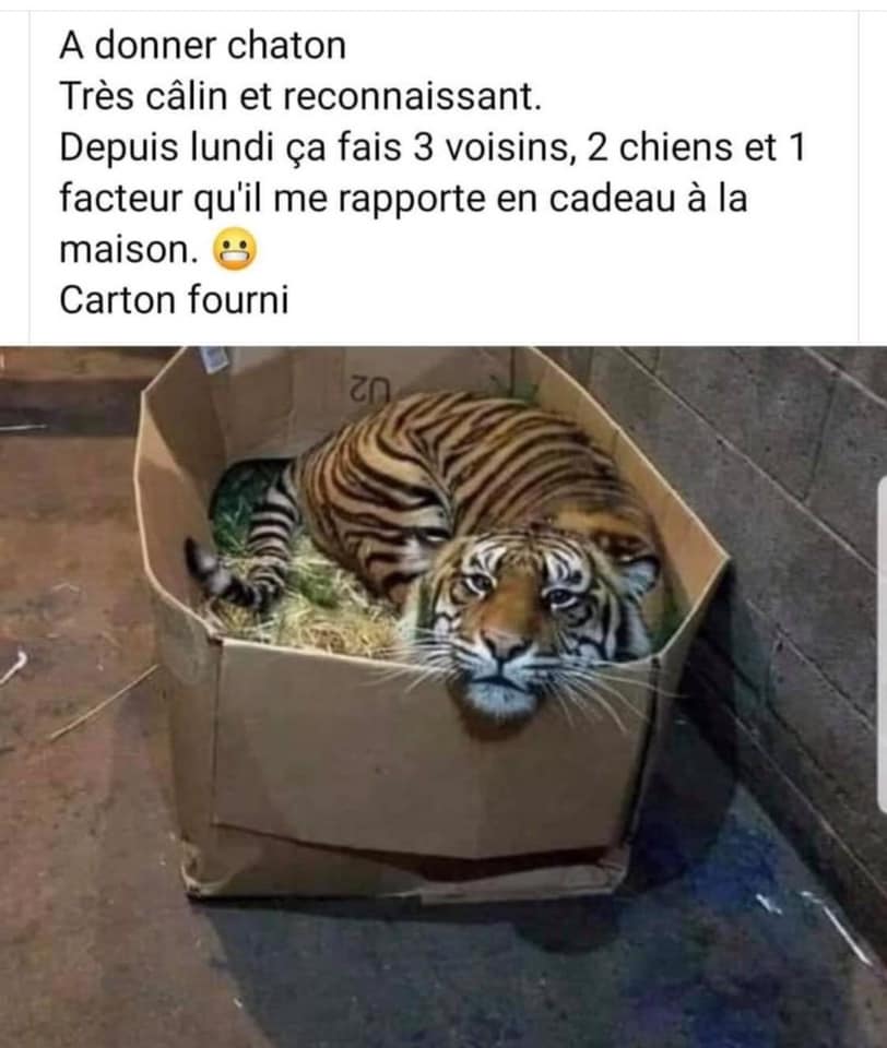 A donner chaton