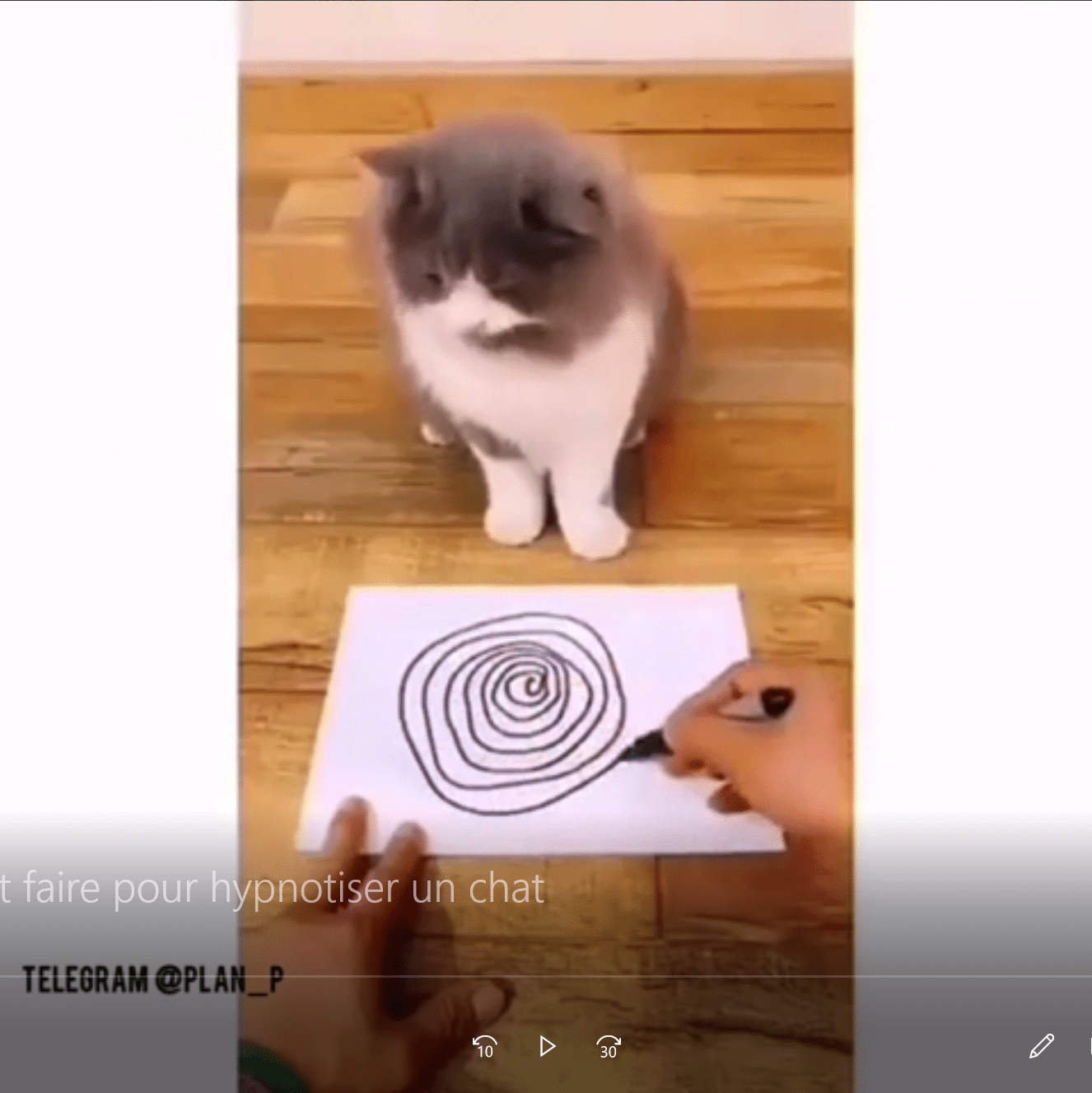 Comment faire pour hypnotiser un chat