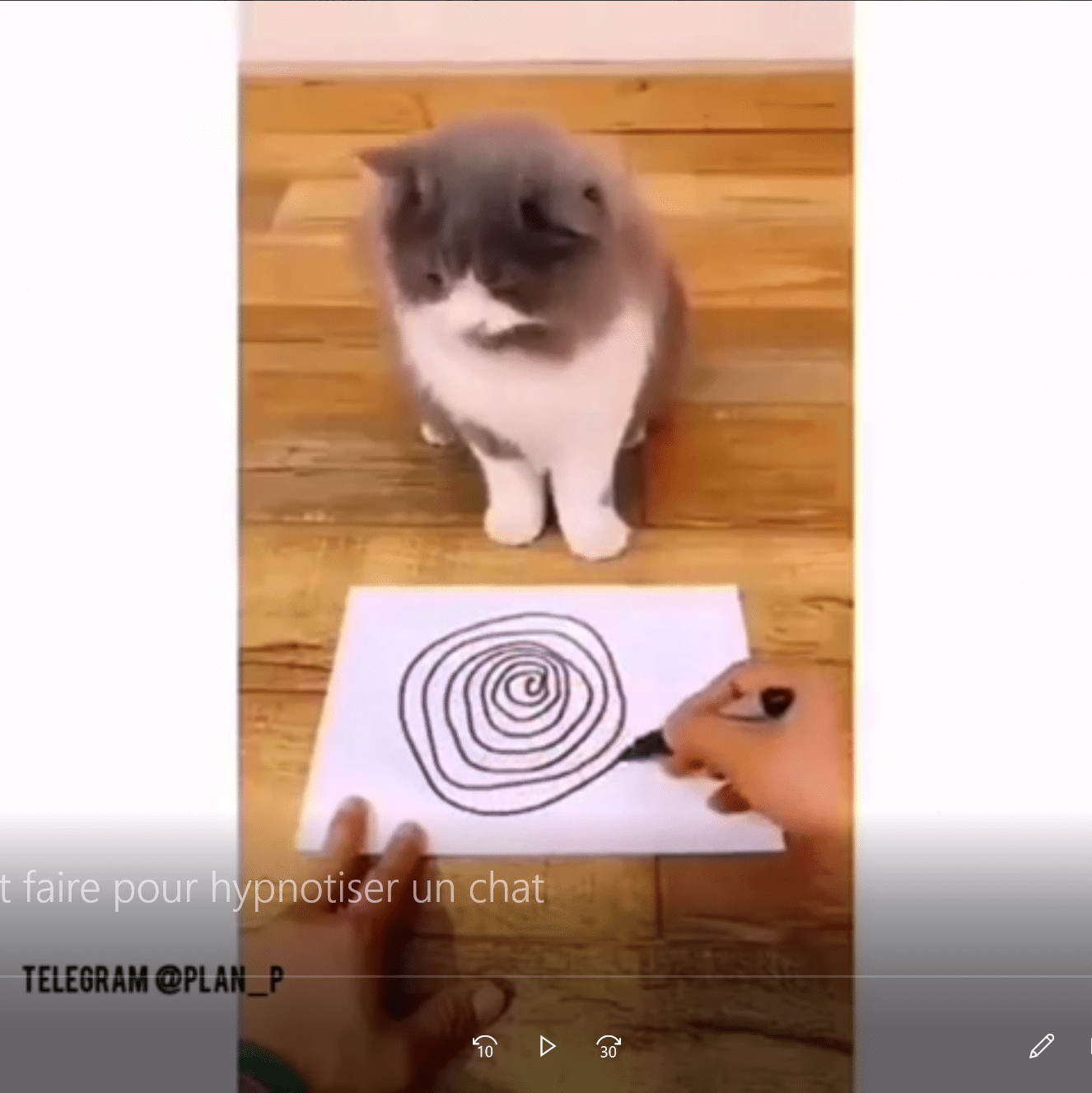 Comment Faire Pour Hypnotiser Un Chat Humour France fr Comment Faire Pour Hypnotiser Un Chat Humour France fr