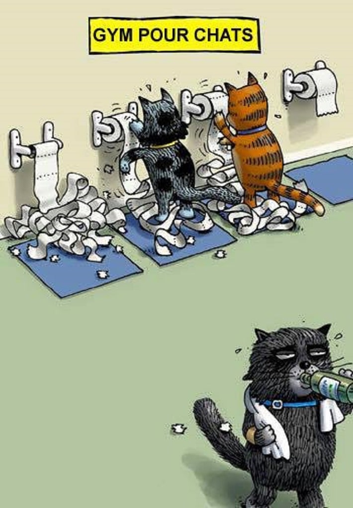 Gym pour chats