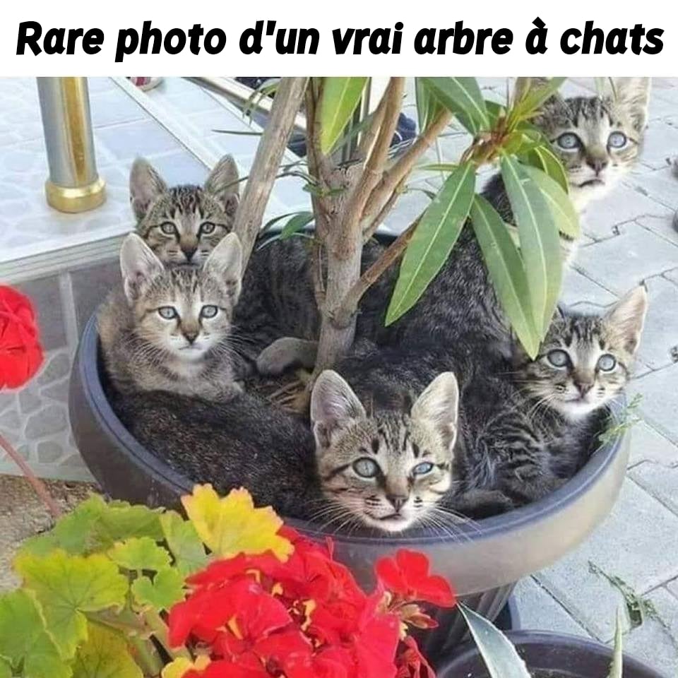 Rare photo d'un vrai arbre à chats