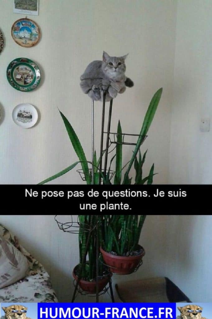 Ne pose pas de questions. Je suis une plante.