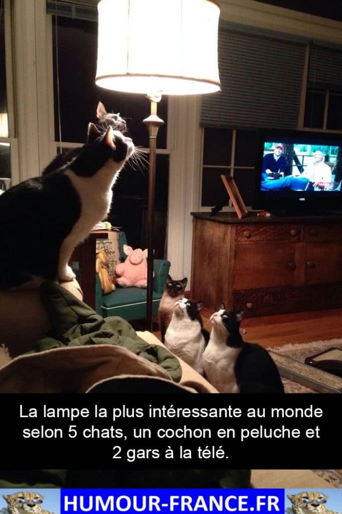 La lampe la plus intéressante au monde selon 5 chats, un cochon en peluche et 2 gars à la télé.