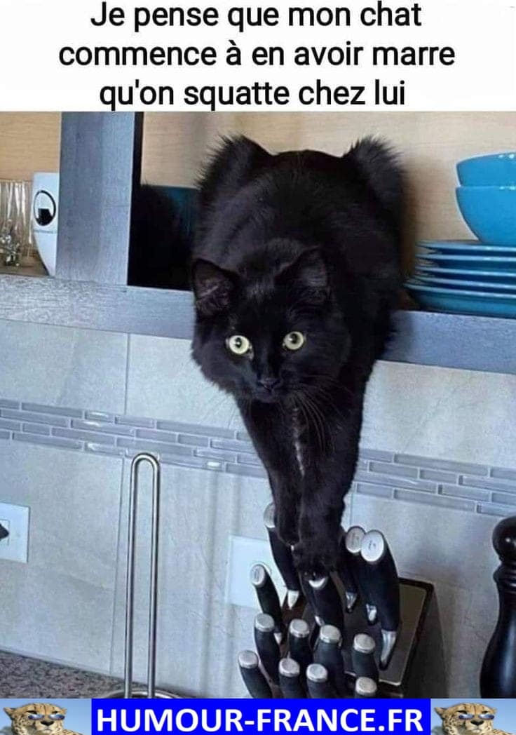 Je Pense Que Mon Chat Commence A En Avoir Marre Qu On Squatte Chez Lui