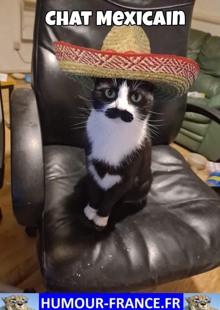 Chat Mexicain