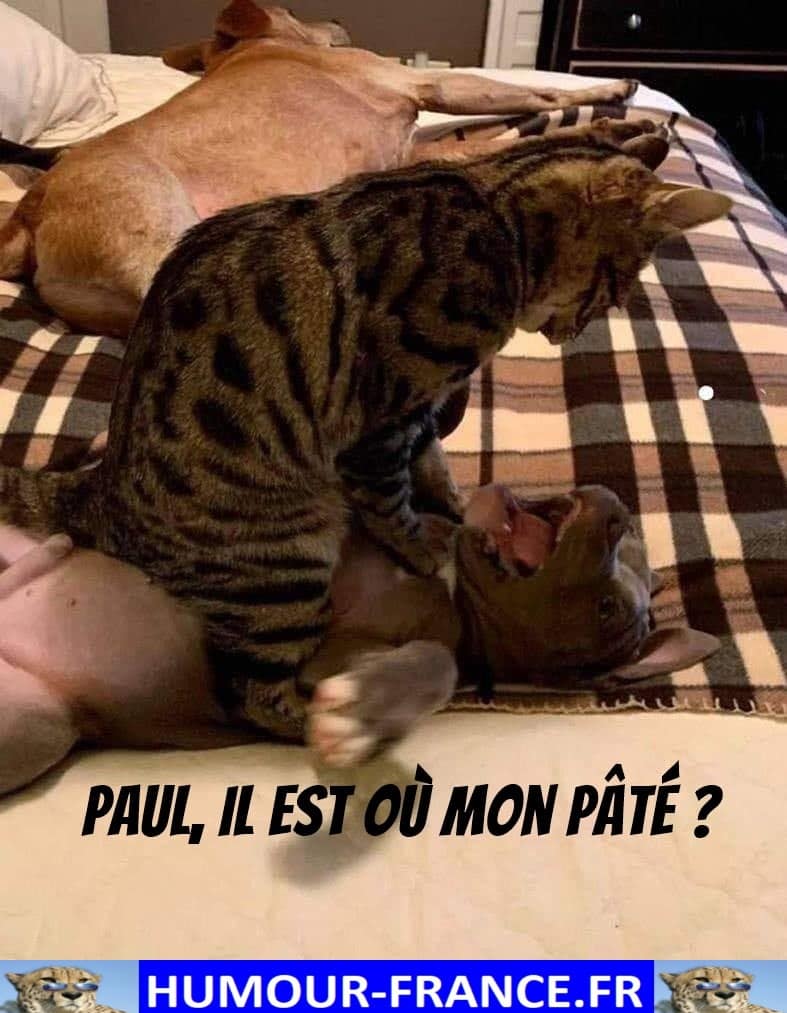 Paul, il est ou mon pâté