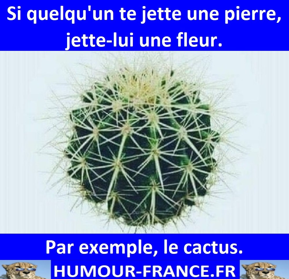 Si quelqu'un te jette une pierre, jette lui une fleur. Par exemple, le cactus.