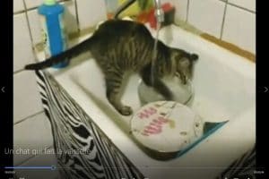 Un chat qui fait la vaisselle.