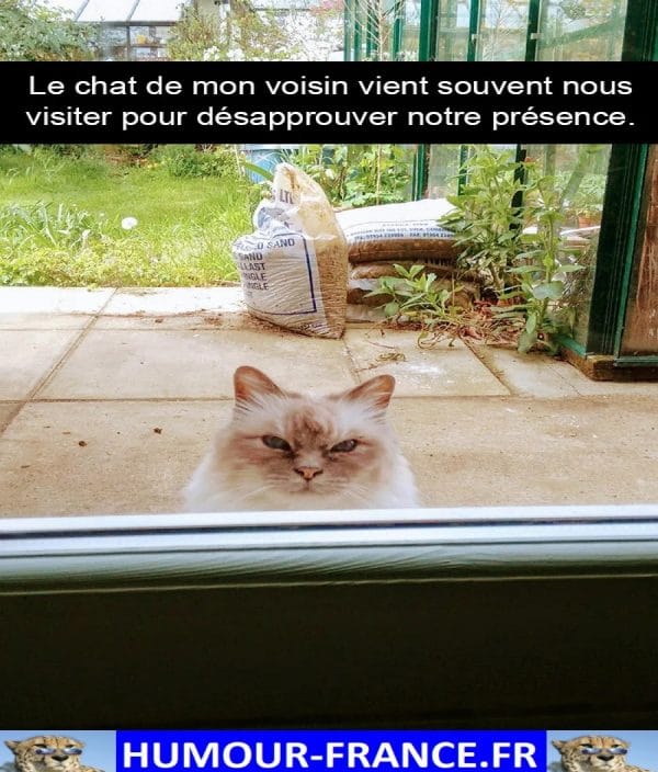 Le chat de mon voisin vient souvent nous visiter pour désapprouver notre