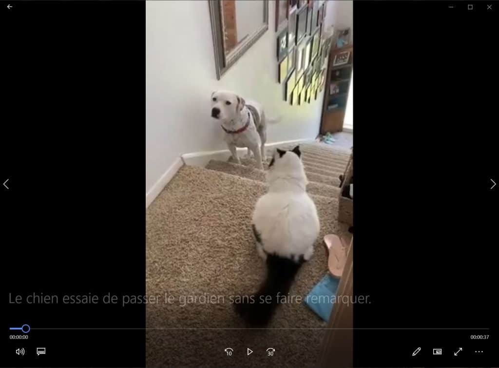 Le chien essaie de passer le gardien sans se faire remarquer.