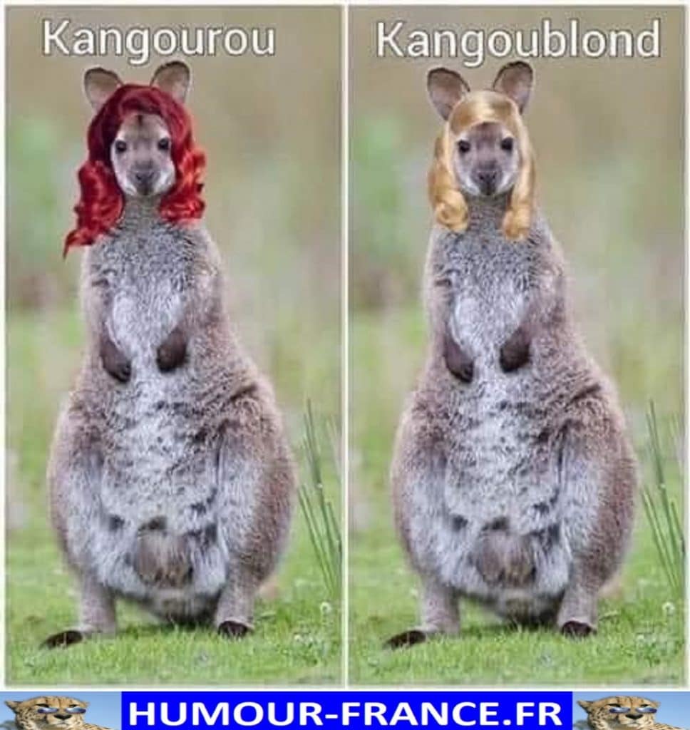 Kangourou / Kangoublond.