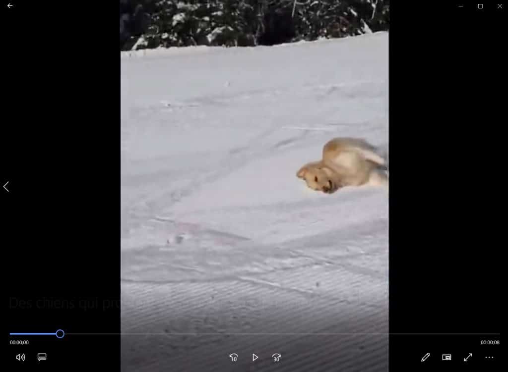 Des chiens qui profitent de la neige à leur manière.