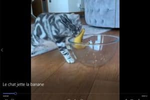 Le chat jette la banane.