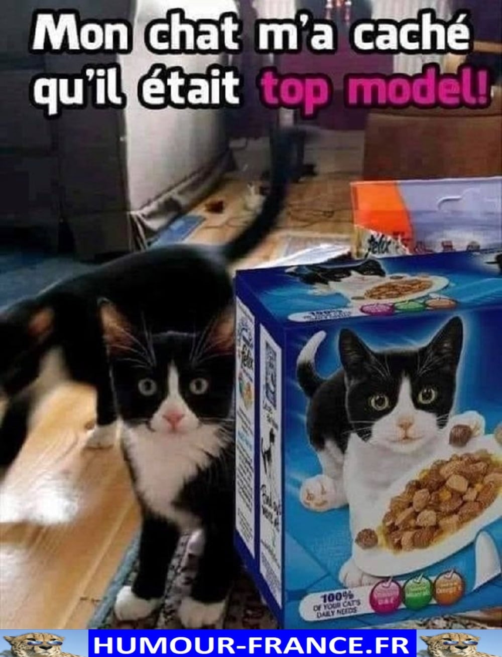 Mon chat m'a caché qu'il était top model ! - Humour-France.fr
