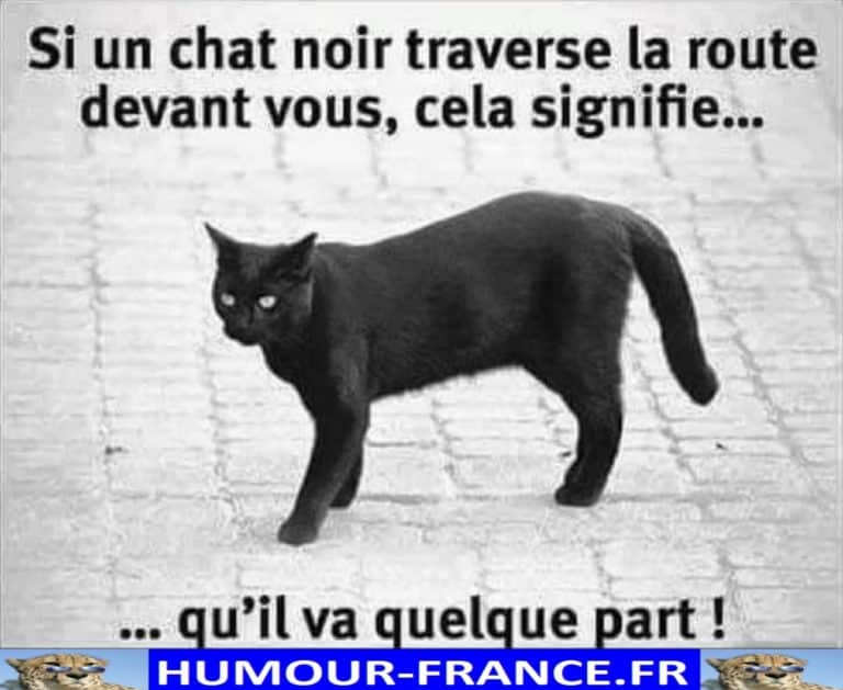 Si un chat noir traverse la route devant vous, cela signifie