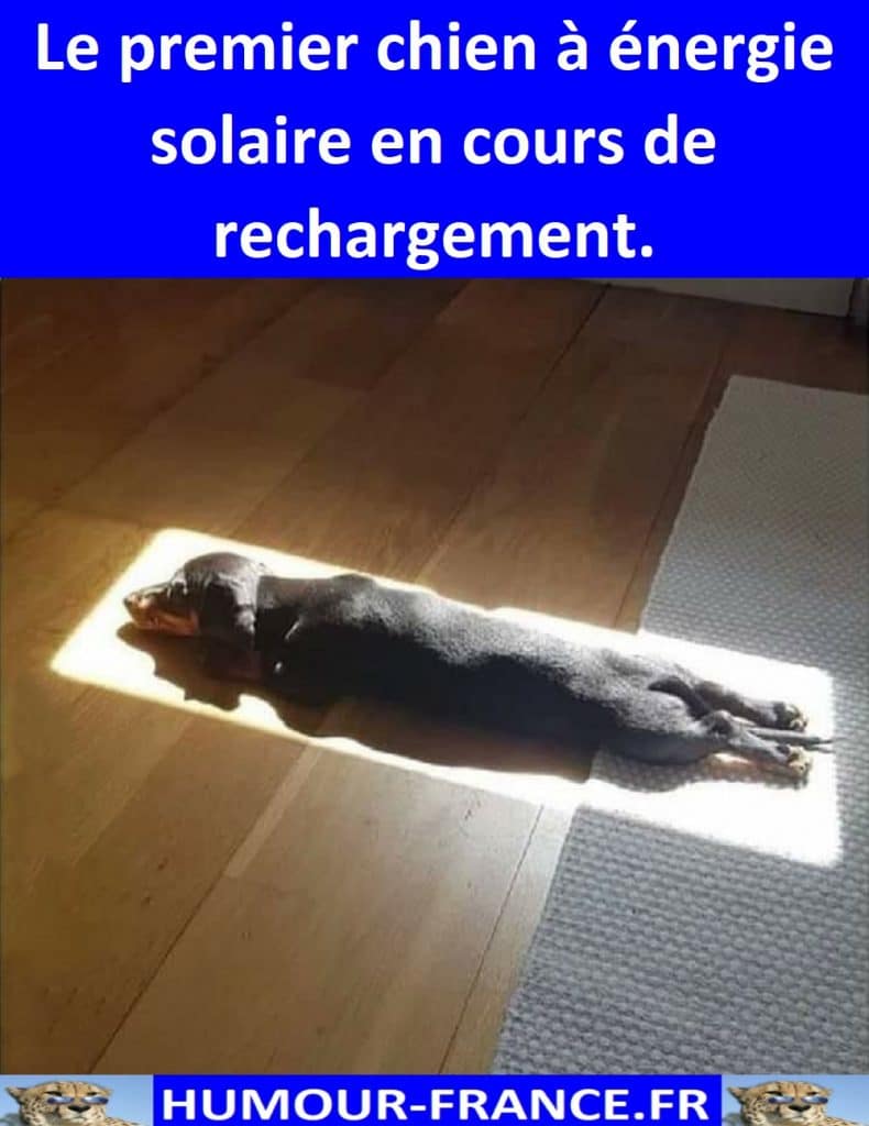 Le premier chien à énergie solaire en cours de rechargement.