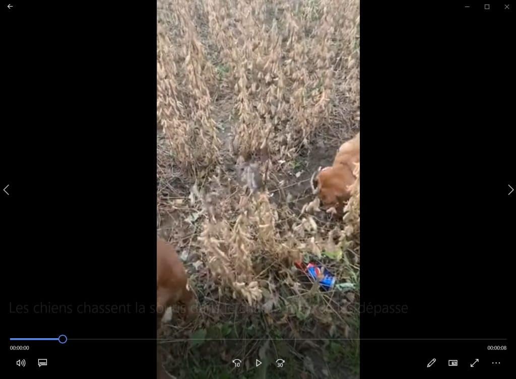 Les chiens chassent la souris dans le champ mais ça les dépasse.