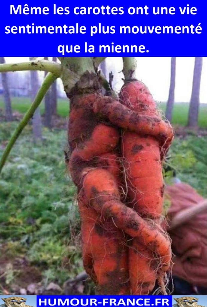 Même les carottes ont une vie sentimentale plus mouvementé que la mienne.