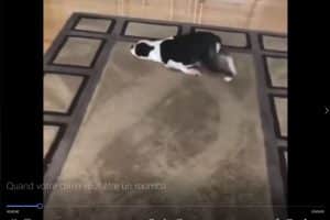 Quand votre chien veut être un Roomba.