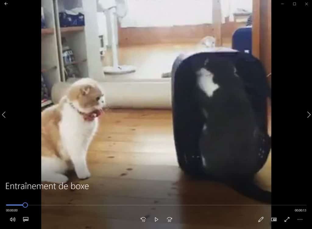 Entraînement de boxe.