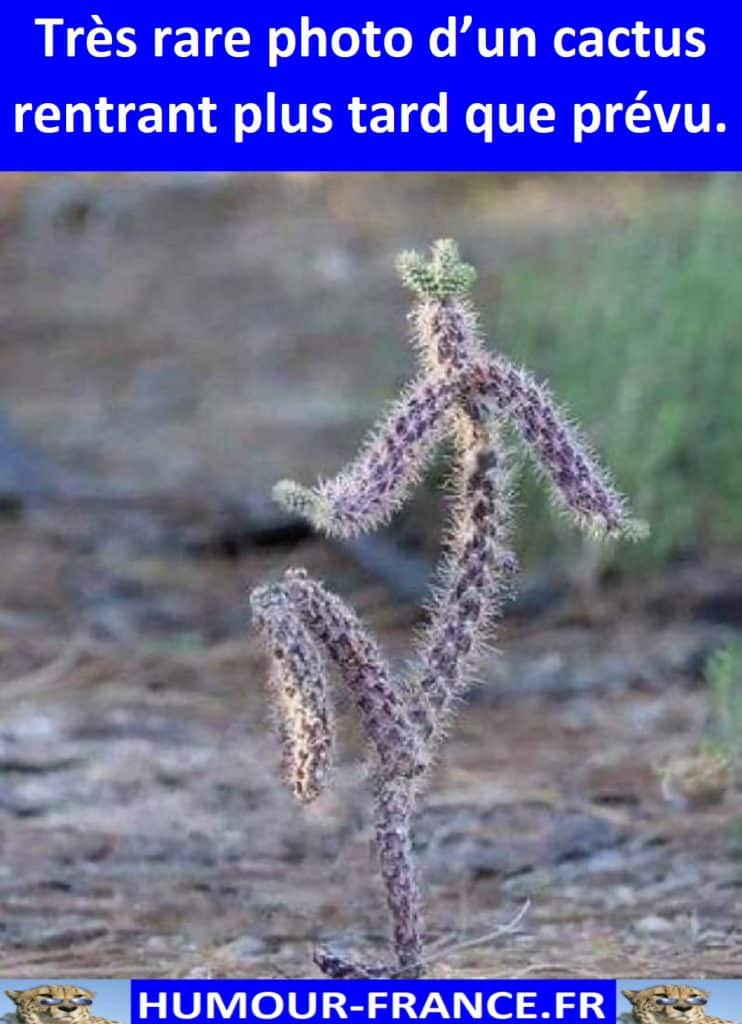 Très rare photo d’un cactus rentrant plus tard que prévu.